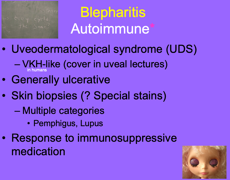 <p>consider skin biopsies (due to multiple catergories - pemphigus and lupus.</p><p>response to immunosuppressive meds.</p>