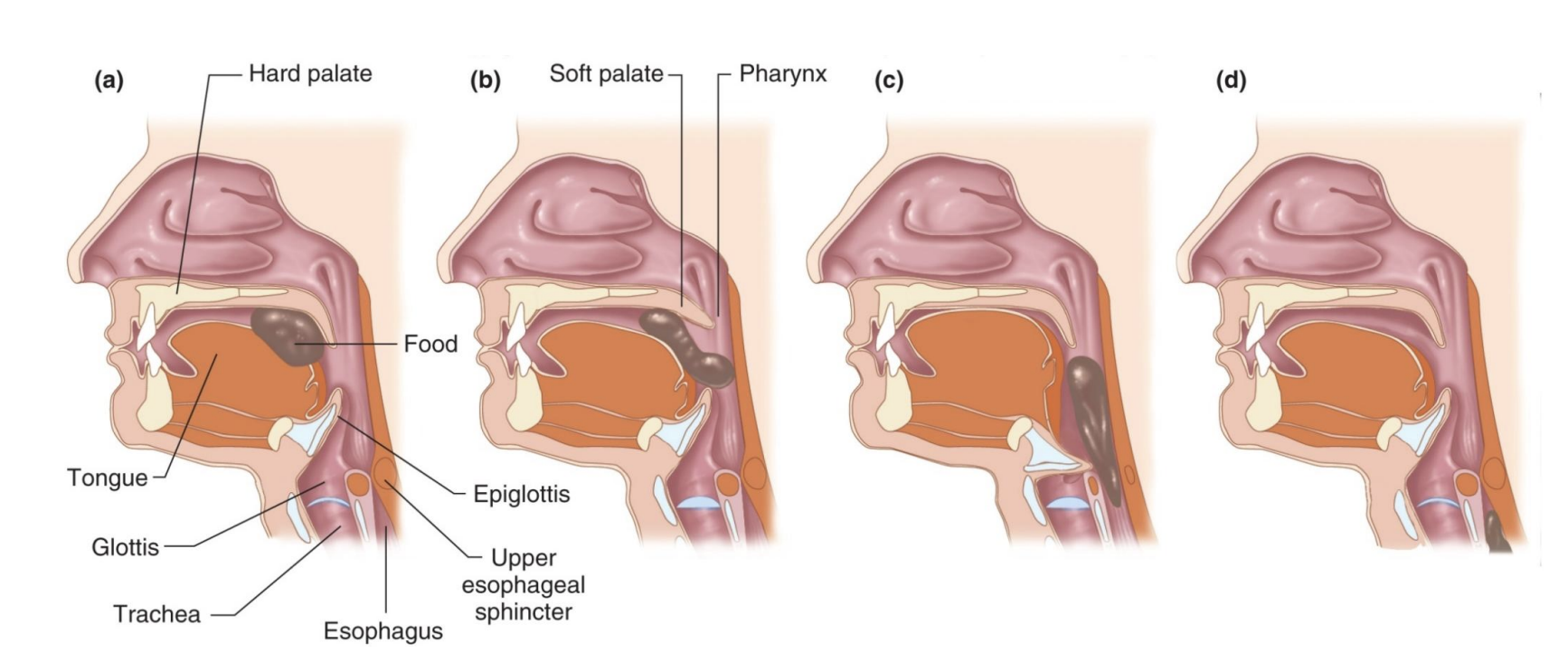 <p><u>-Chewing: </u>breaks apart food; increases surface area that can be acted upon by acid and digestive enzymes (*mechanical)</p><p><u>Saliva:</u></p><p>-Contains <strong><mark data-color="yellow" style="background-color: yellow; color: inherit;">amylase</mark></strong> which begins the digestion of starch (*complex carb; most in SI)</p><p>-Dissolves food which allows for taste (*tastebuds work in aq envionrment)</p><p>-Helps to form a bolus that can be swallowed</p><p>*more hydrated so easier to move food bolus</p>