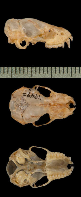 <p>Tadarida brasiliensis</p>