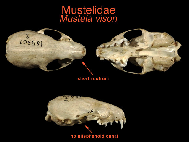 <p>Mustela richardsonii (stoat or ermine)</p>