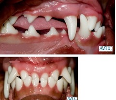 <p>What type of malocclusion is this?</p>