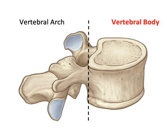 <p>Vertebral body</p>