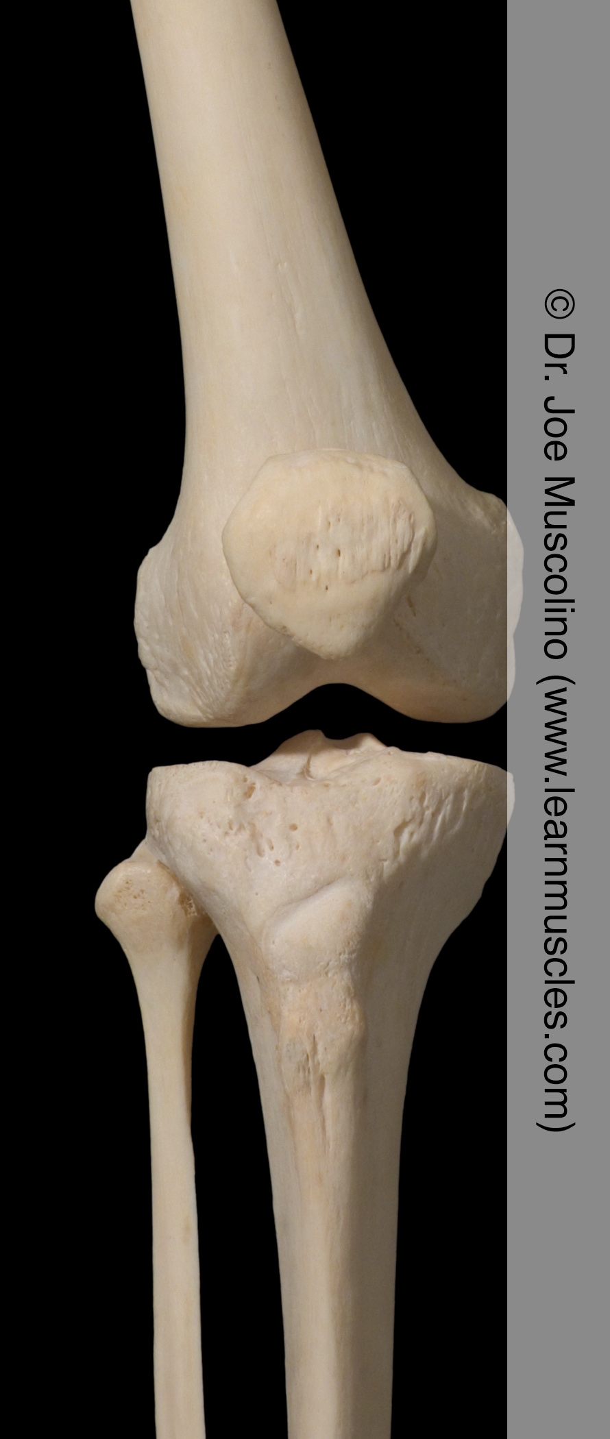 <p>Define joint </p>
