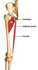 <p>linea aspera of femur,</p><p>posterior surface of femur</p>