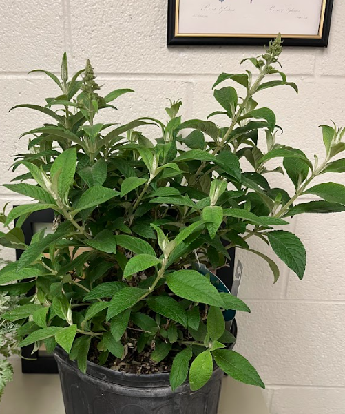 <ul><li><p>two-toned color</p></li><li><p>grown for the flower</p><ul><li><p>long panicles of purple flowers</p></li></ul></li></ul><p></p>