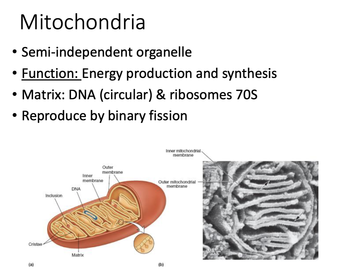 <ul><li><p>semi-independent organelle</p></li><li><p>Matrix: DNA (circular) & ribosomes 70s</p></li><li><p>reproduce by binary fission (asexual reproduction)</p></li></ul><p></p>