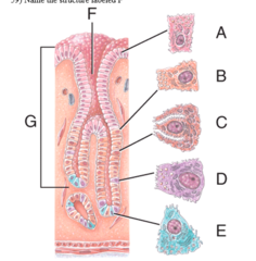 <p>B</p>