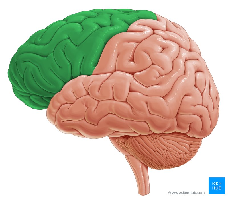 <p>Largest, personality, thinking & reasoning. Primary motor cortex, Brocaās (speech motor). Conscious control of muscles.</p>