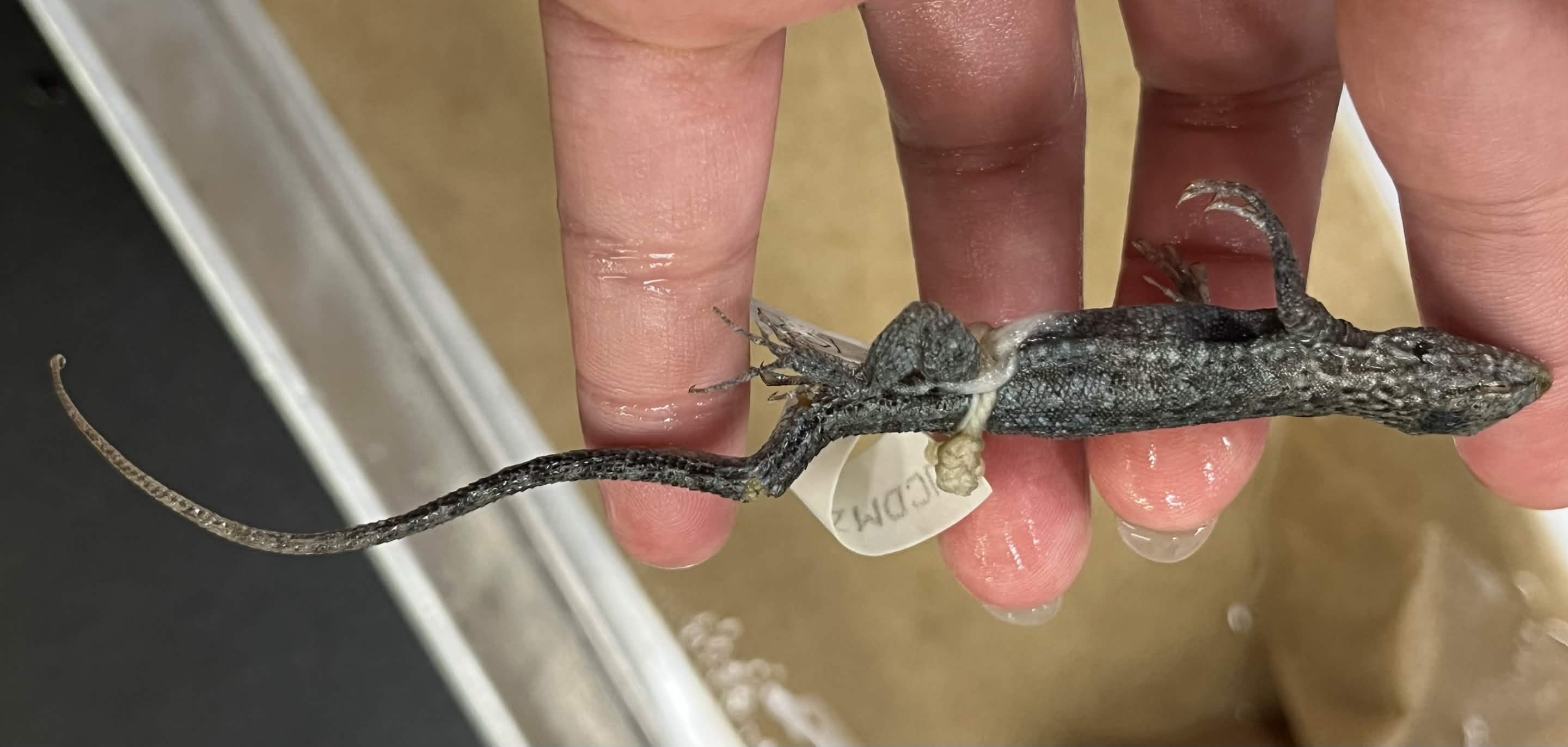 <p>Family + Species?</p><ul><li><p><strong>black blotch on side</strong></p></li></ul><p></p>