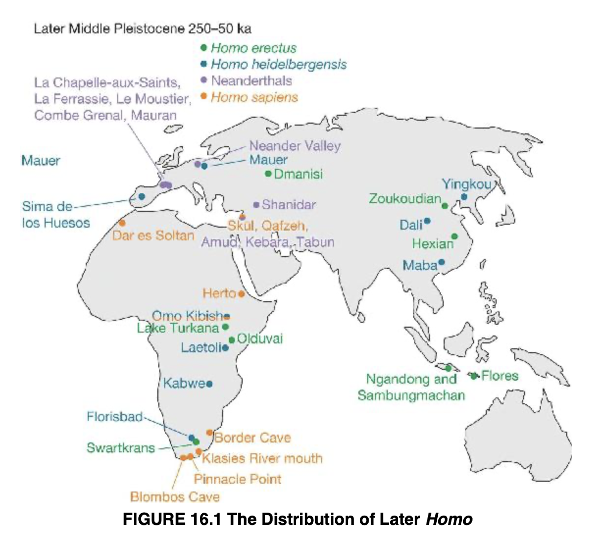 <p>Later Members of the Genus Homo </p>