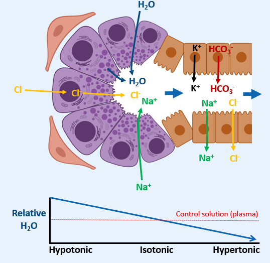 <p>1) <strong>Tight junctions in ductal cells are not leaky</strong> so water can’t pass out</p><p>2) <strong>Cl<sup>-</sup></strong> and <strong>Na<sup>+</sup></strong> ions are <strong>removed from saliva</strong></p><p>3) <strong>K<sup>+ </sup></strong>and <strong>HCO<sub>3</sub><sup>-</sup></strong> (<em>bicarbonate</em>) are <strong>secreted into the saliva</strong></p><p><span>4) This then makes the <strong>saliva hypotonic </strong>as it passes through the ducts</span></p><p></p>