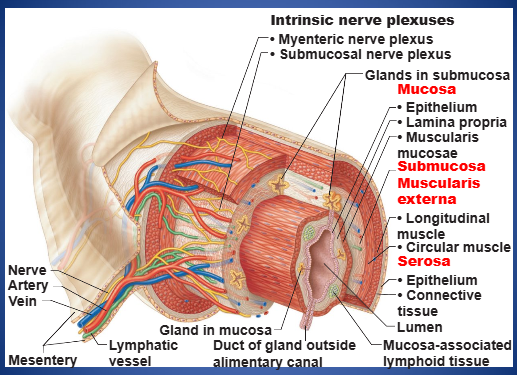 <p>segmentation, peristalsis</p>