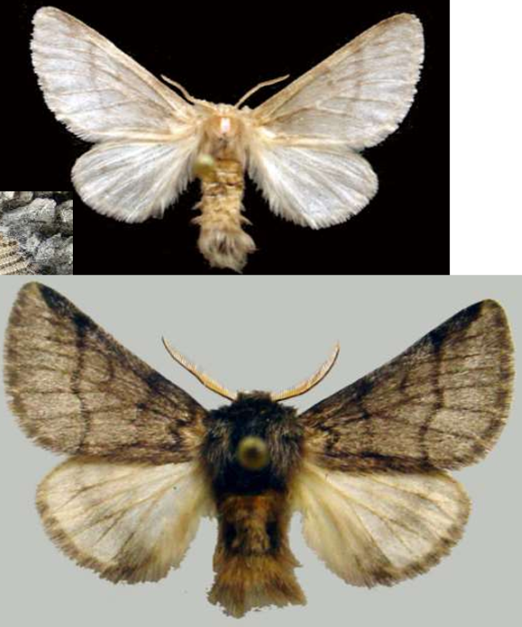 <p>ŘÁD česky latinsky</p><p>čeleď česky</p><p>druh česky</p><p>(do 3mm rozpětí)</p>