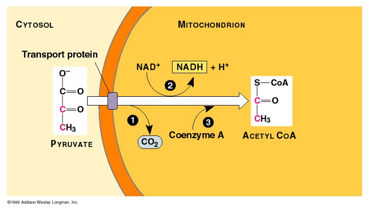 <p>2nd step of cell res</p><ul><li><p>only occursin presence of oxygen (aerobic)</p></li><li><p>no ATP is made</p></li><li><p>pyruvate continues process of being broken down for cellular res</p><ul><li><p>transported into mitochondrial matrix by facilitated diffusion</p></li><li><p>carboxyl group is broken off and released as CO<sub>2</sub>, the bond break becomes energy and molecules</p></li><li><p>high energy electrons from break are carried via NADH to the electron transport chain (final step)</p></li><li><p>converts what’s left of pyruvate (acetate) to Acetyl-CoA (adds coenzyme A) → 2 per glucose</p></li></ul></li></ul><p>in: 2 pyruvates, NAD+, coenzyme A</p><p>out: Acetyl CoA, NADH, CO<sub>2</sub></p><p></p>