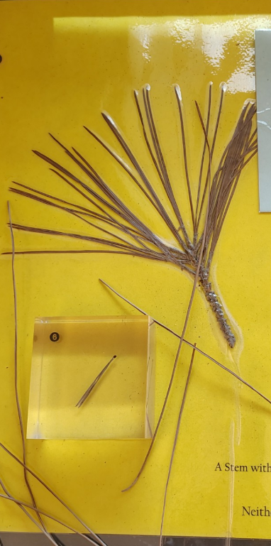 <p>is it monocot or dicot?</p><p>Hint parallel lines</p><p>Pine needles (leaves)</p>