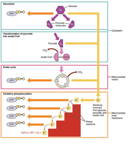 Cellular Respiration