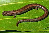 <p>Plethodontidae<br>Batrachoseps attenuatus<br>California slender salamander</p>