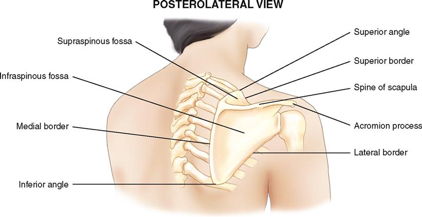 <p><strong>How to Palpate:</strong></p><ul><li><p>From inferior angle, palpate upward toward axilla.</p></li></ul><p></p>