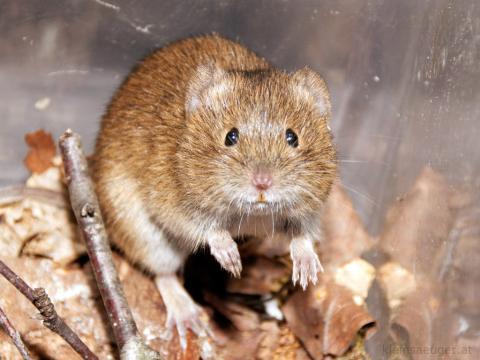 <p>Family: new world mice, rats, voles, hamsters </p>