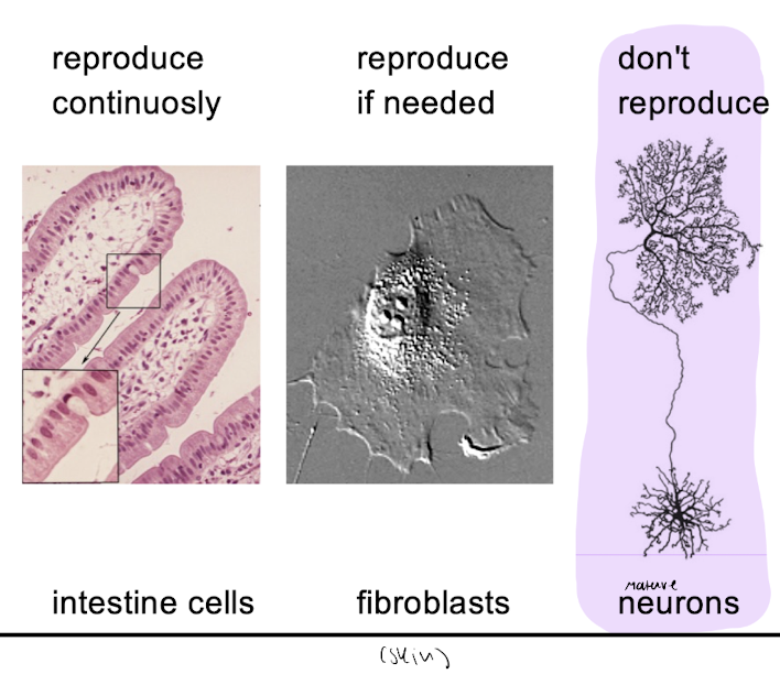 <ul><li><p>unicellular eukaryotes : reproduce if nutrients are available </p></li><li><p>multicellular eukaryotes : reproduce if appropriate (checkpoints)</p></li></ul><p></p>