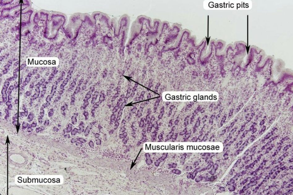 <p>Gastric pits </p>