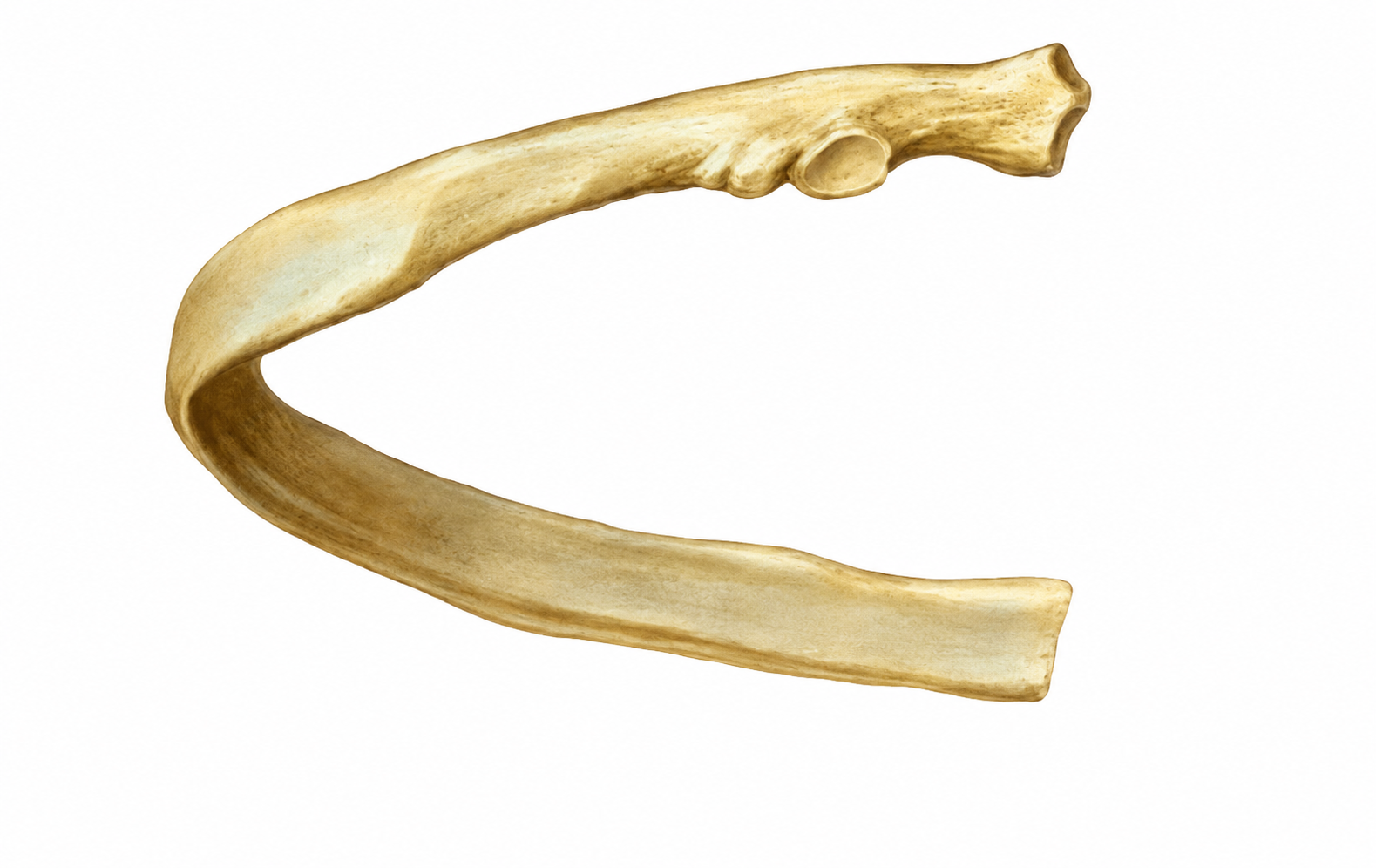 <p>nome do osso e seus processos </p>