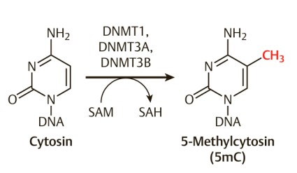 <p><span style="color: purple;"><strong>Ort</strong></span>: In Eukaryoten ist die DNA-Methylierung auf die C5-Position von Cytosin, meist in der Sequenzabfolge 5‘-CpG-3‘ beschränkt</p><p></p><p><span style="color: purple;"><strong>Enzyme</strong></span>: </p><ul><li><p><span style="color: blue;">DNMT3A</span> und <span style="color: blue;">DNMT3B</span>: Neumethylierung von DNA </p></li><li><p><span style="color: blue;">DNMT1</span>: Erhaltungsmethylierung von DNA</p></li></ul><p></p>