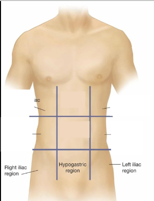 <p><span style="background-color: transparent;">Contains part of the descending colon and the sigmoid colon. </span></p>