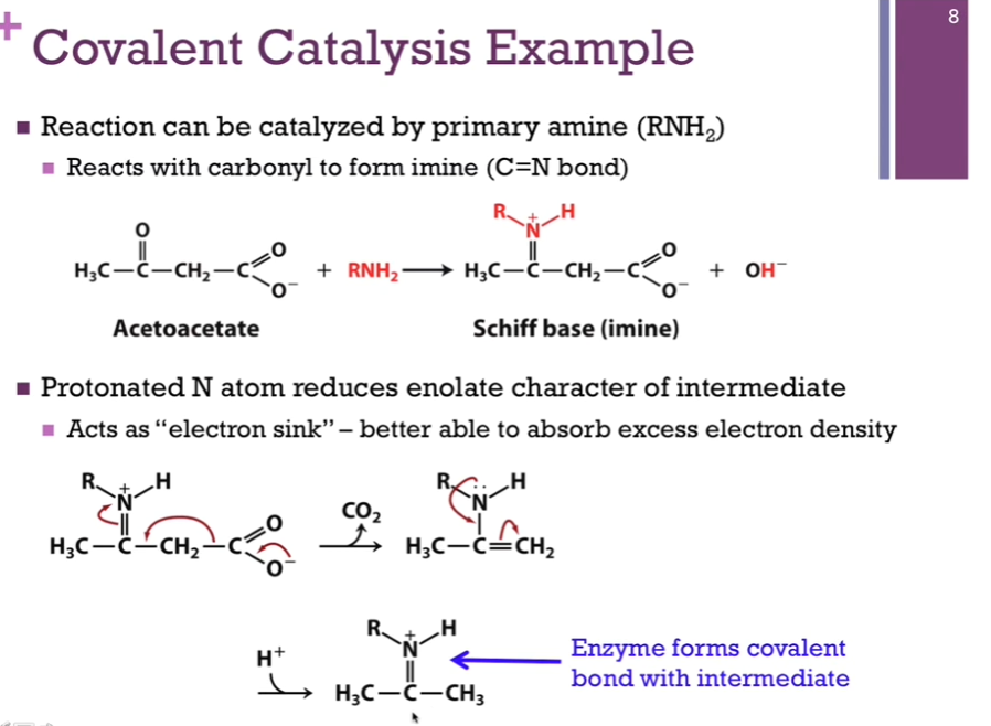 <p>Substrate = acetoacetate. Primary amine will play the part of our covalent catalyst; reminder!<strong> this is an amine group side chain on our enzyme</strong>! We have nucleophile (acetoacetate) and the electron rich nitrogen atom (on our primary amine). Our primary amine will attack our carbonyl carbon atom that carries a partial positive dipole. In the process, we form this imine (see schematic!) (Schiff base) (= our intermediate!) (a C=N) and release hydroxide. </p><p>We’re starting to form that covalent bond? We decarboxylate. Get another intermediate after (away CO2 arrow). Then, we get structure on the bottom of the screen. Notice, we have our product, but it is covalently attached to the enzyme. Have to release the product. </p>