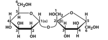 <p>Disaccharide of Glc and Fru. Connected via (<span>α 1 <span data-name="left_right_arrow" data-type="emoji">↔</span> 2 ) glycosidic bond = non reducing sugar. 1 pyranose and 1 furanose ring</span></p>