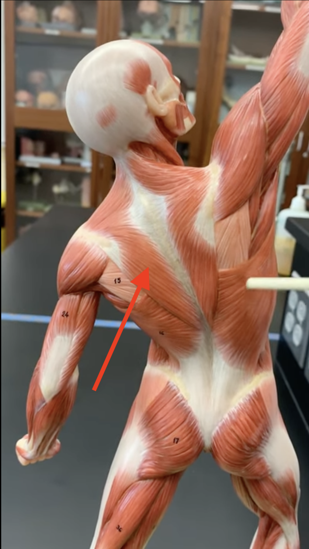 <p>Trapezius</p>