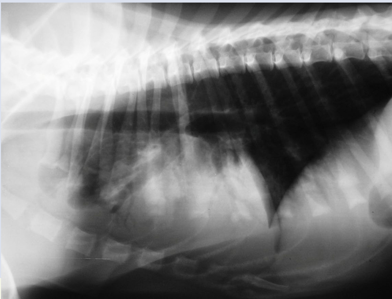 <p>Alveolar pattern on Cranial lobe</p><ul><li><p>have edema/hemorrhage</p></li><li><p>no margin or ill-defined border</p></li></ul><p>Findings: Hemorrhagic lung</p>