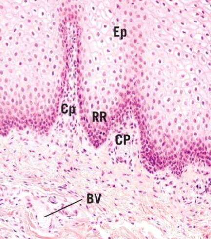 <p>Describe the major sections in this Image of the []</p>
