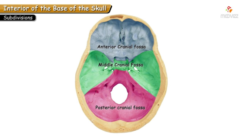 <p>CRANIAL CAVITY DIVISIONS </p><p>what are the 3 cranial fossae </p>