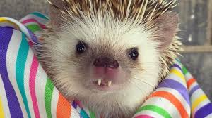 <p>Why do hedgehogs have a large gap between their incisors?</p>