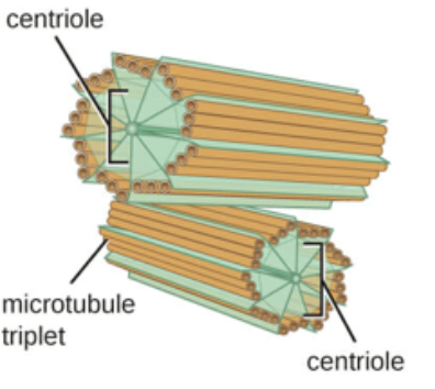 <p>cylindrical organelle in animal cells composed of microtubules which help to anchor growing microtubules and organize spindle tubules during the separation of sister chromatids in mitosis and meiosis</p>
