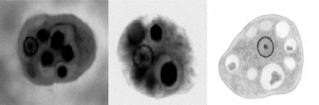 <p>SCIENTIFIC NAME</p><p>HABITAT</p><p>MOT</p><p>LABORATORY DIAGNOSIS</p>