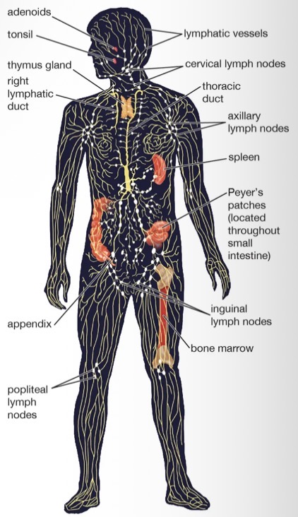 <ul><li><p>remove debris and pathogens from the lymph and are thus sometimes referred to as the “filters of the lymph”</p></li></ul><p></p>