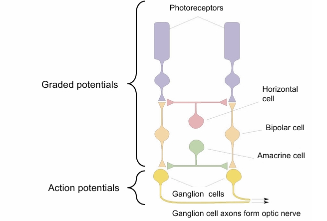 <p>any potential that reaches the ganglion cells becomes an AP</p>