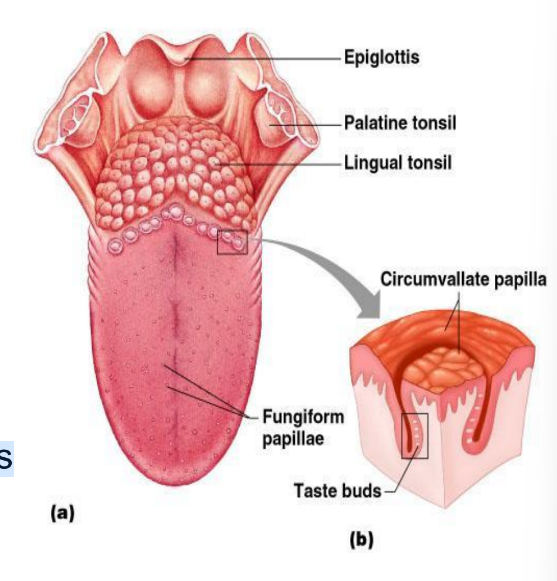 <ul><li><p>∙ Location of taste buds</p></li><li><p>∙Most are on the tongue</p></li><li><p>∙Soft palate</p></li><li><p>∙Cheeks</p></li><li><p>∙Taste buds house the receptor organs</p></li></ul><p></p>