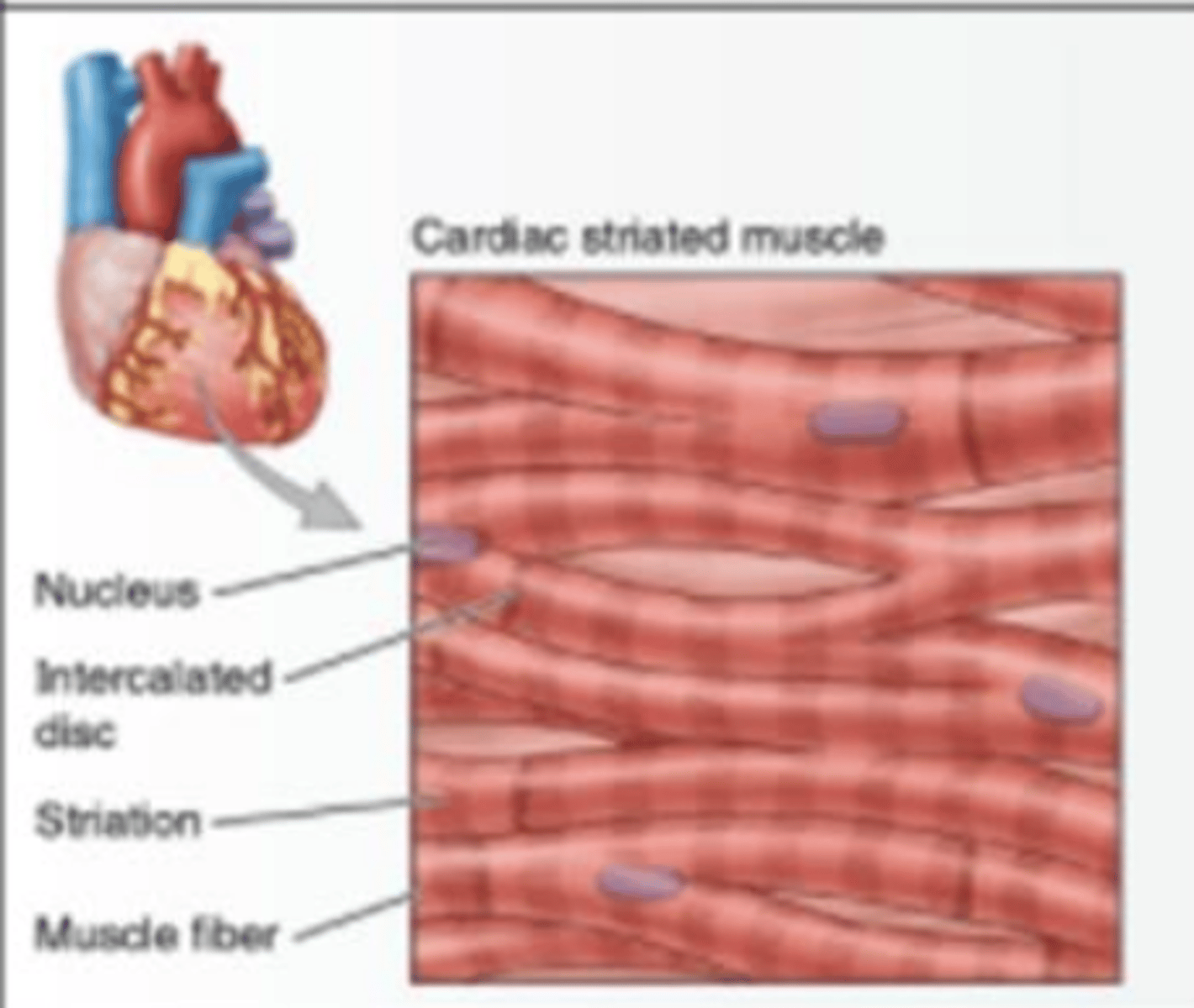 <p>Involuntary muscle tissue found only in the heart.</p><p>*moves blood</p>