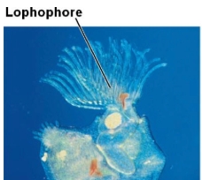 <p>lophophore</p>