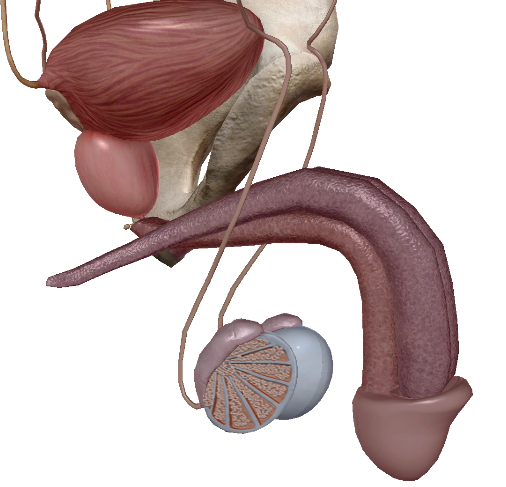 <p>What plane of the testis is depicted in this image?</p>