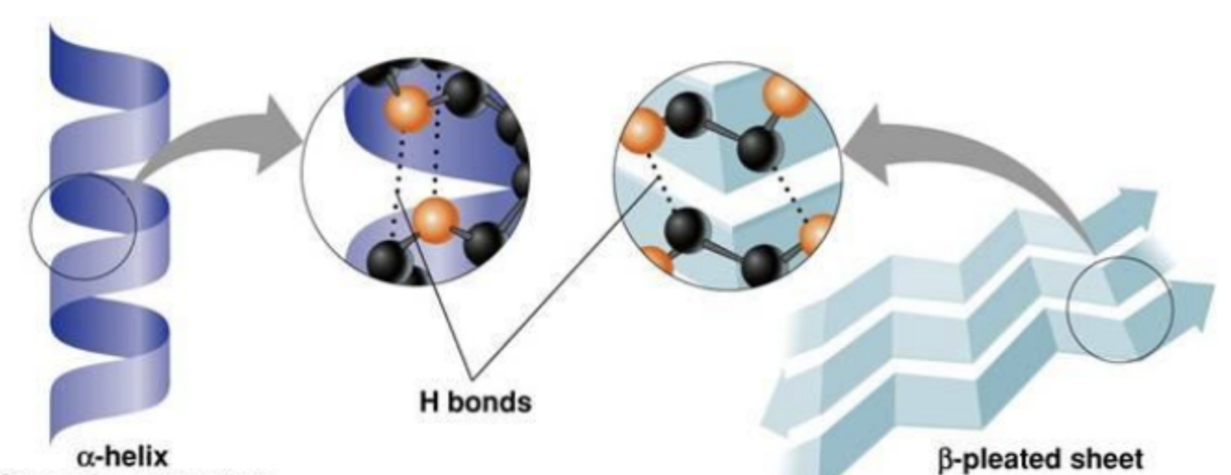 <p>which protein structure is this?</p>