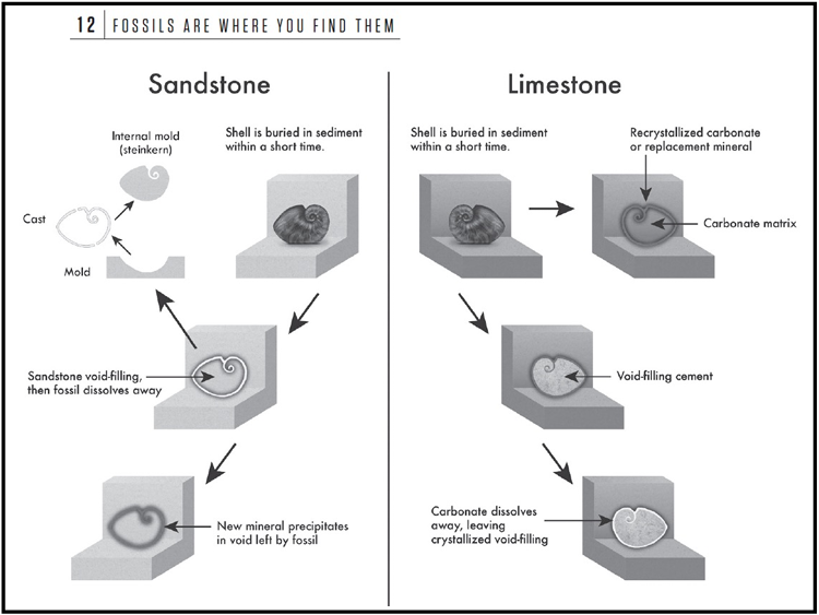 <p>In <strong>sandstone</strong>, the shell dissolves leaving a mold, which can be void-filled with new minerals (internal mold → cast); in <strong>limestone</strong>, the shell can recrystallize or be replaced within the carbonate matrix, or dissolve leaving a crystallized void-fill.</p><p></p>