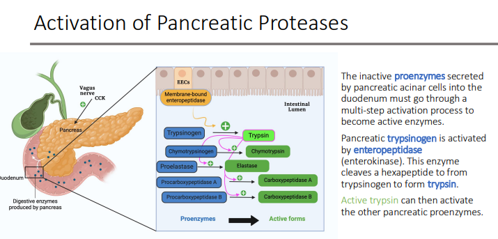 <p>the other pancreatic proenzymes</p>