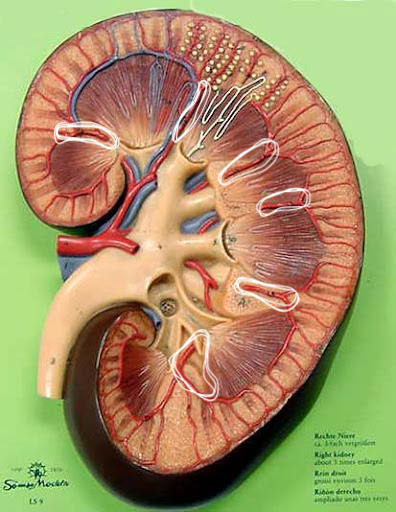 <p>Where does the blood flow next from this structure?</p>