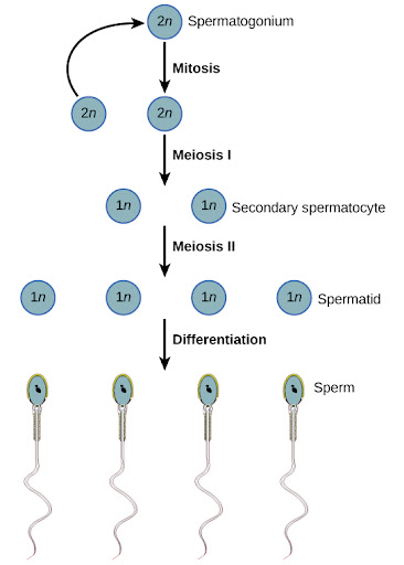 <p>Spermatogenesis</p>