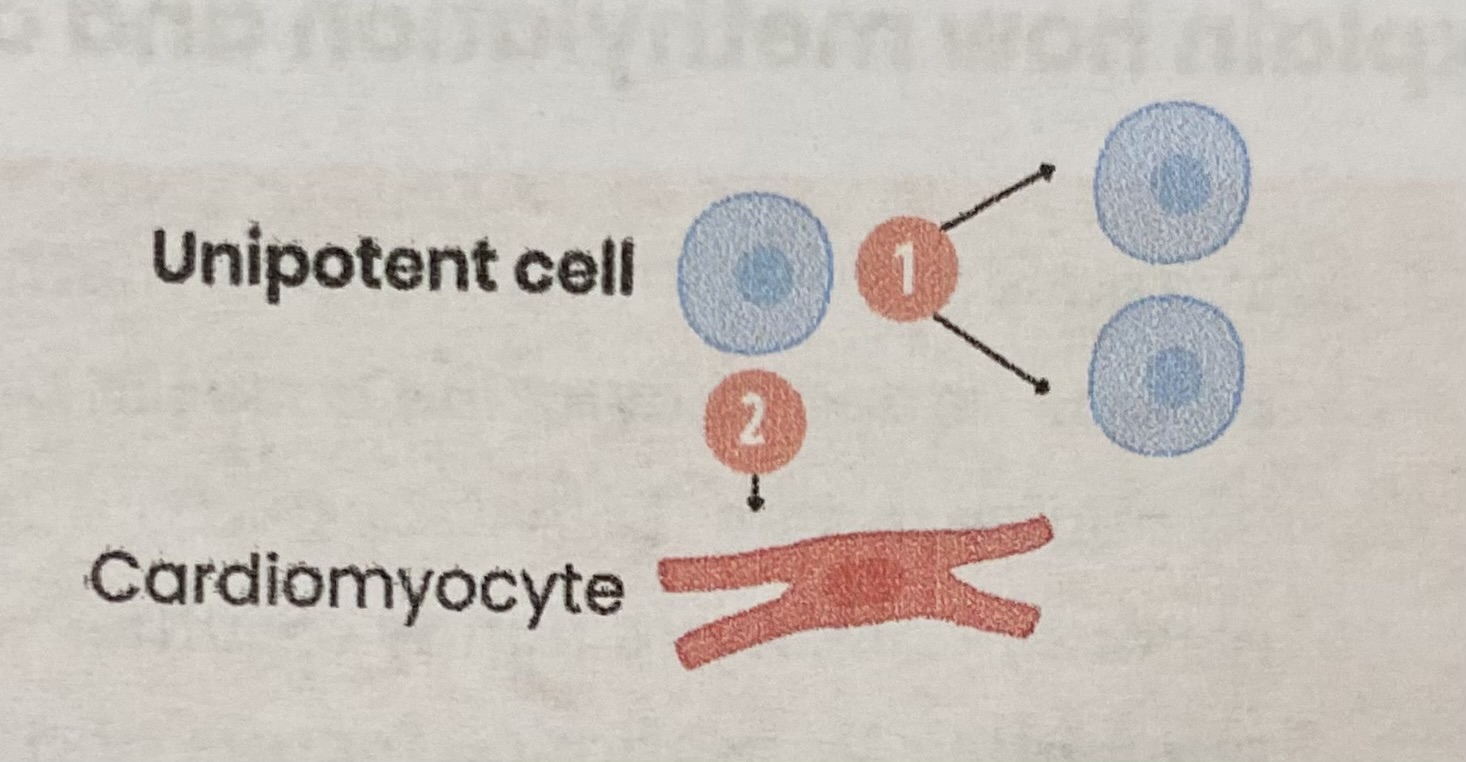 <ul><li><p>Found in <strong>mature mammals</strong></p></li><li><p>Can <strong>divide</strong> AND<strong> differentiate</strong> into just <strong>one</strong> cell type</p></li></ul><p>EXAMPLE: unipotent cells in the heart can divide and differentiate into cardiomyocytes (cardiac muscle cells)</p>