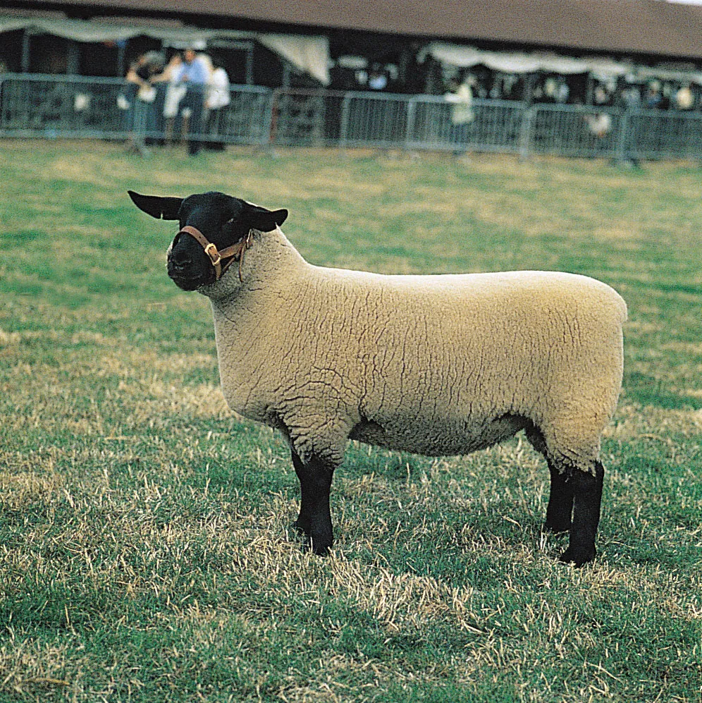 <p>sheep breed with medium wool, lowland breed from central and eastern England, rotation with crops, 26-33u</p>